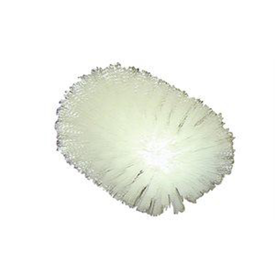 Picture of Bulk Tank Brush w/White Nylon Bristles--5.5" x 7.5"